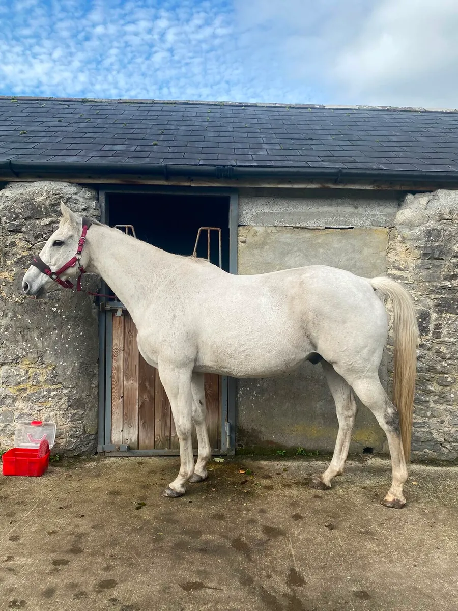 16' 2 all rounder - Image 2