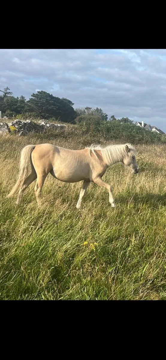 Kerry Bog Pony - Image 1