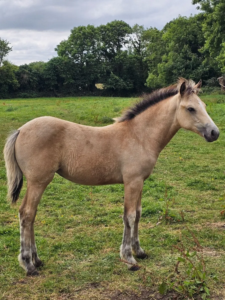 Top Class Connemara Foal with Exceptional Breeding - Image 1
