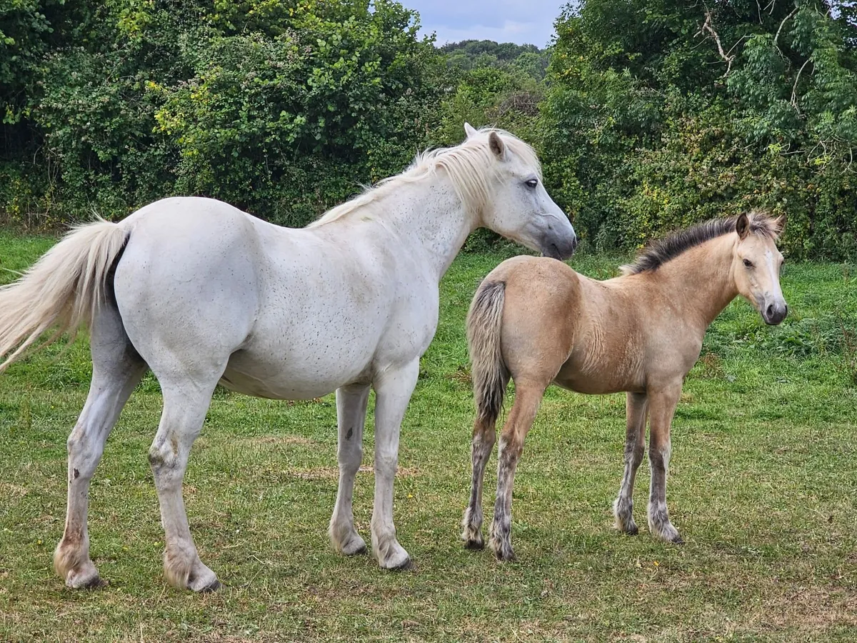 Top Class Connemara Foal with Exceptional Breeding - Image 2