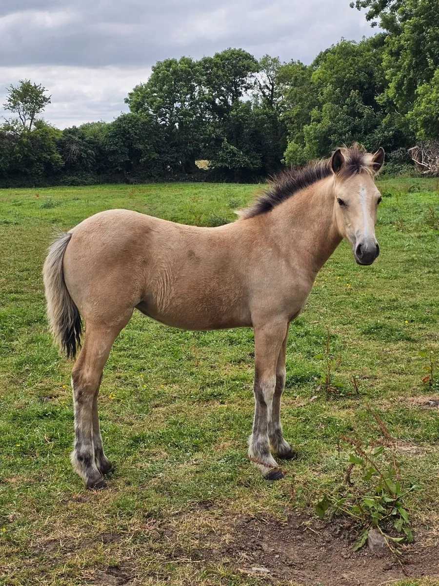 Top Class Connemara Foal with Exceptional Breeding - Image 3