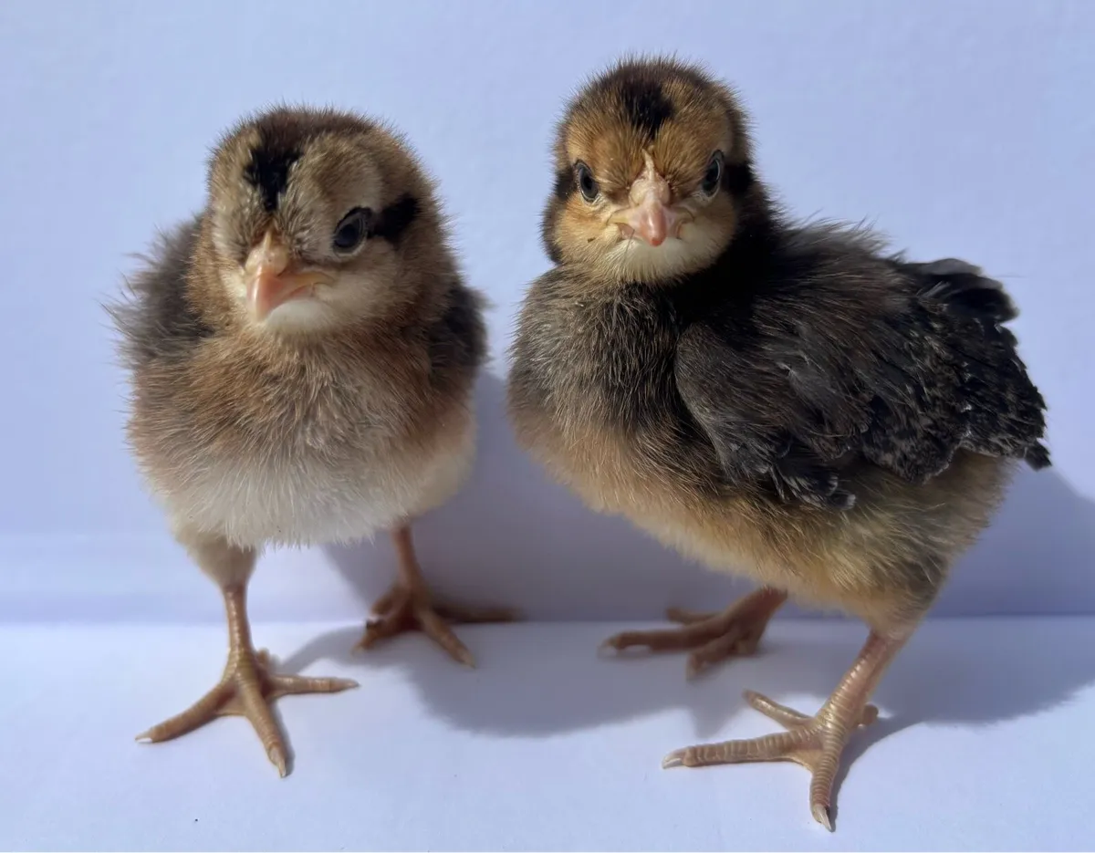 🐣Rare & Colorful Egger Purebred Day Old chicks - Image 2