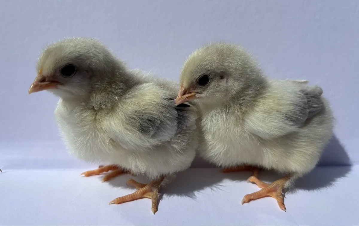 🐣Rare & Colorful Egger Purebred Day Old chicks - Image 3