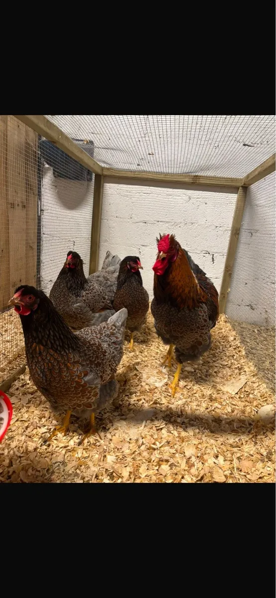 🐣Rare & Colorful Egger Purebred Day Old chicks - Image 4