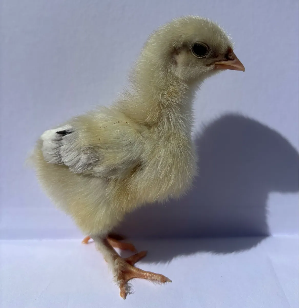 🐣Rare & Colorful Egger Purebred Day Old chicks - Image 1