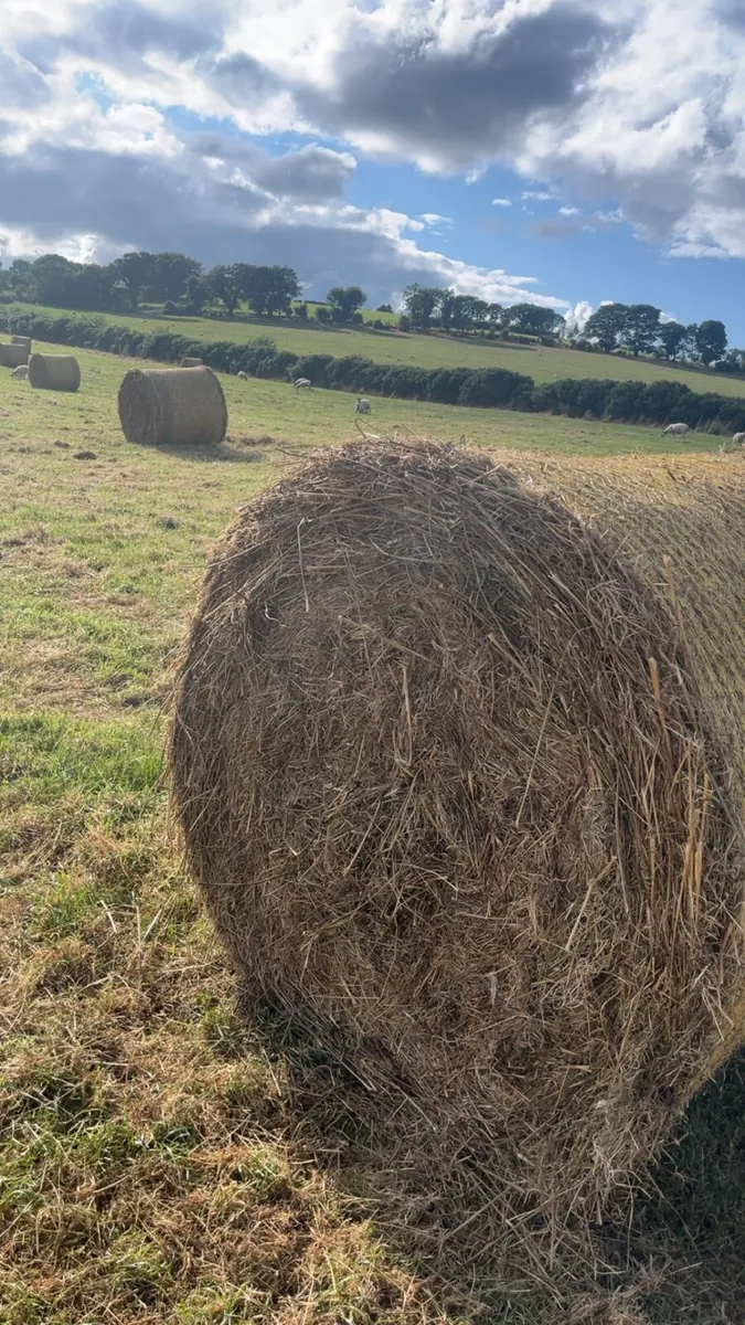 Hay - Image 2
