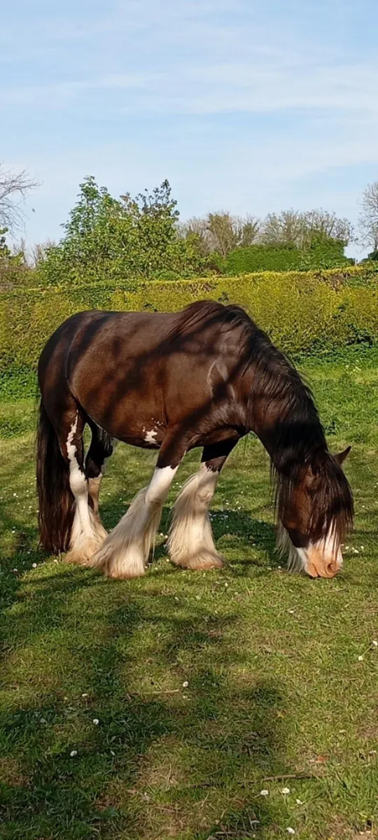 Bombproof mare 14.2 - Image 1