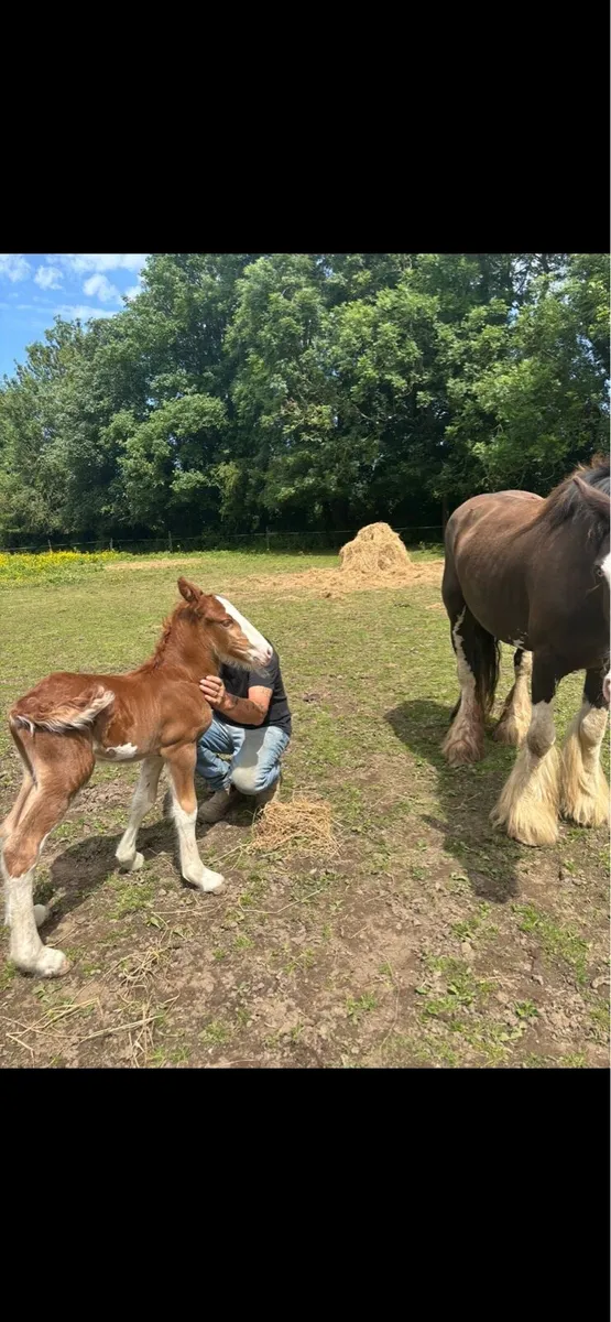 Bombproof mare 14.2 - Image 2