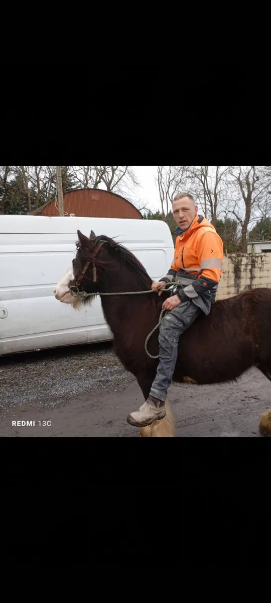 Bombproof mare 14.2 - Image 3