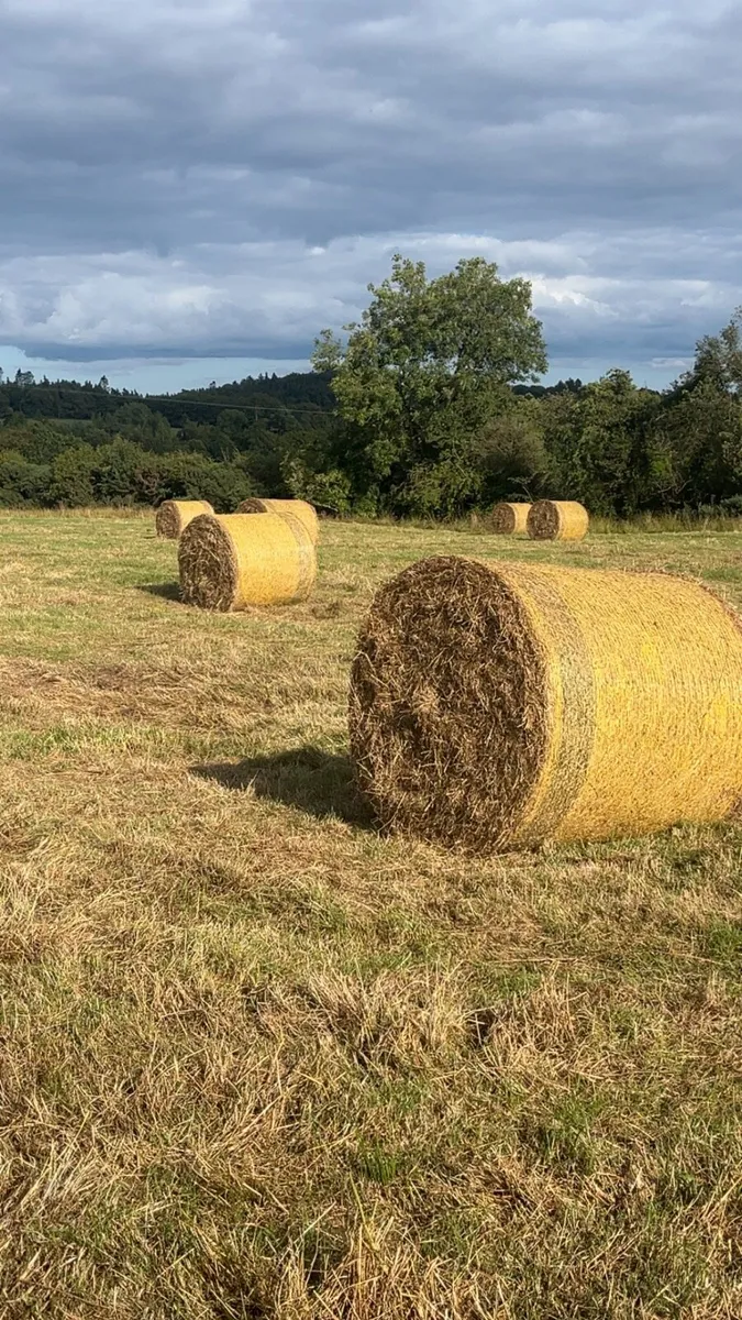 Hay - Image 1
