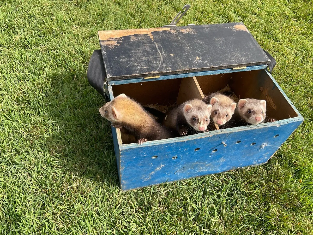 Ferrets - Image 2