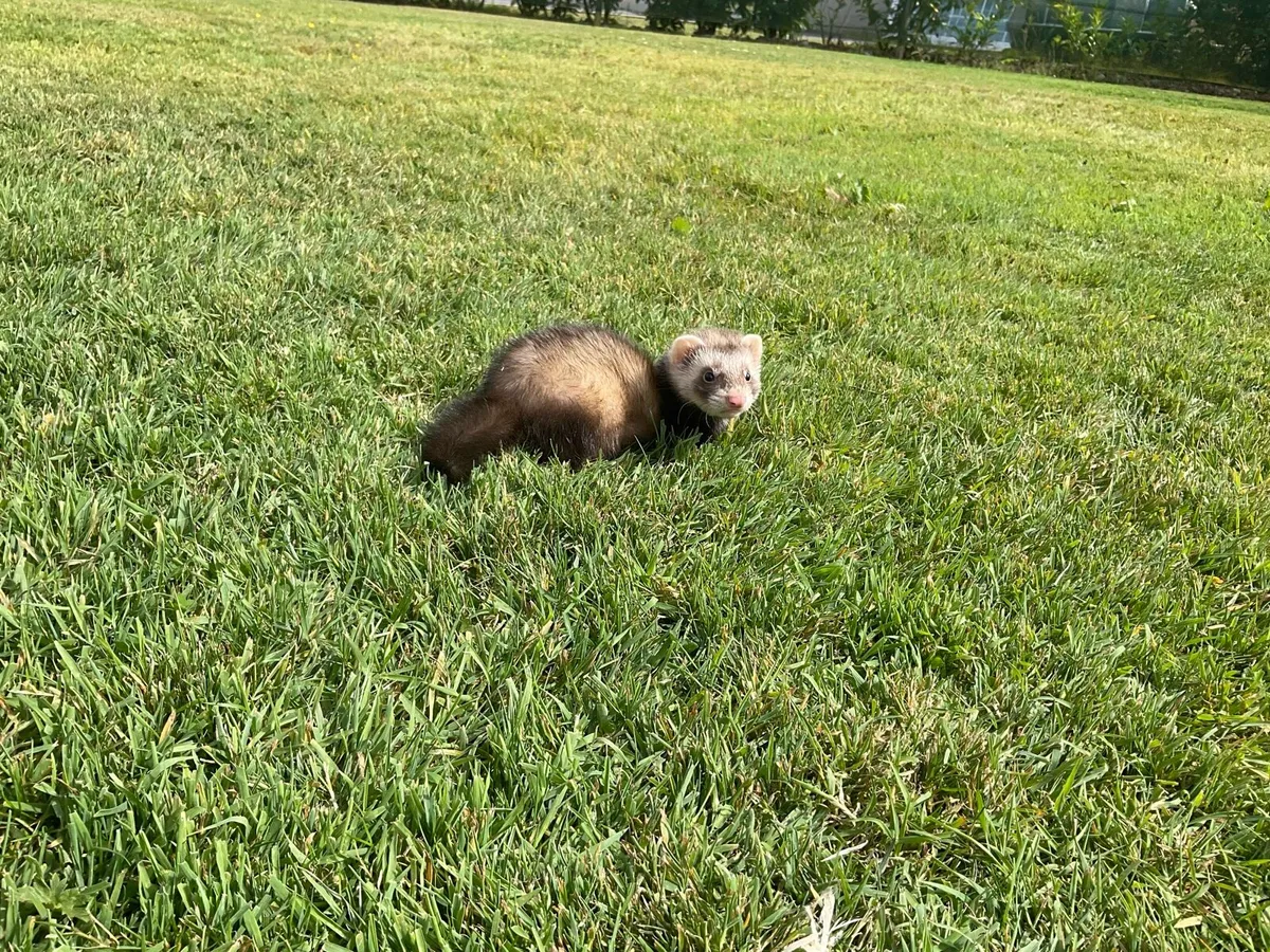 Ferrets - Image 3