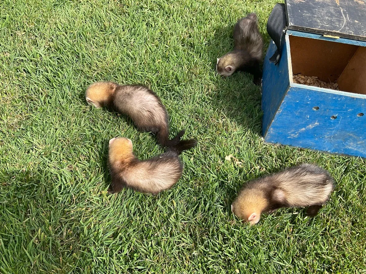 Ferrets - Image 4