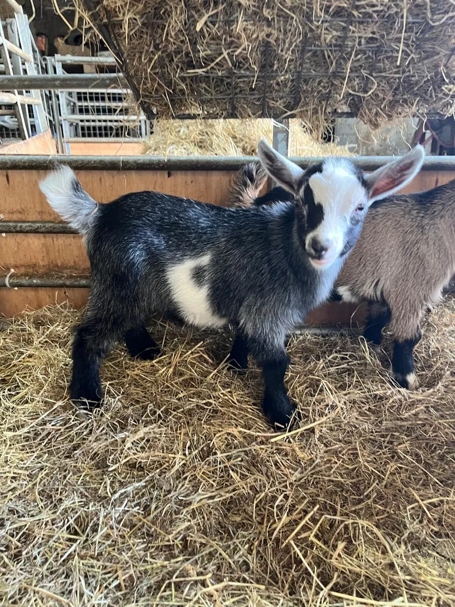 Pygmy Kids - Image 1