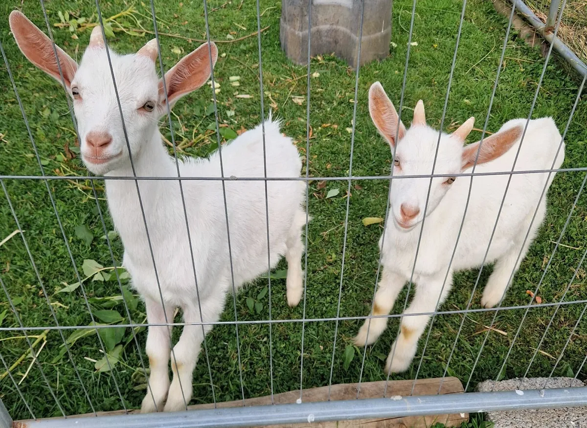Kid Goats - Image 2