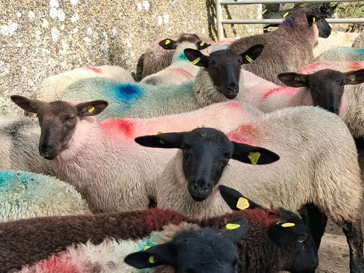 36 Suffolk Ewe Lambs - Image 1