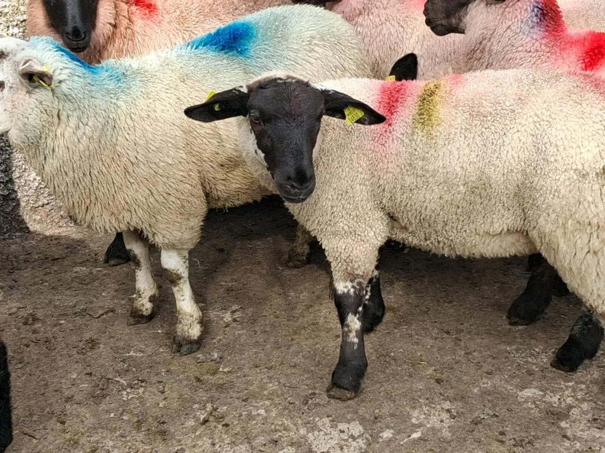 36 Suffolk Ewe Lambs - Image 3