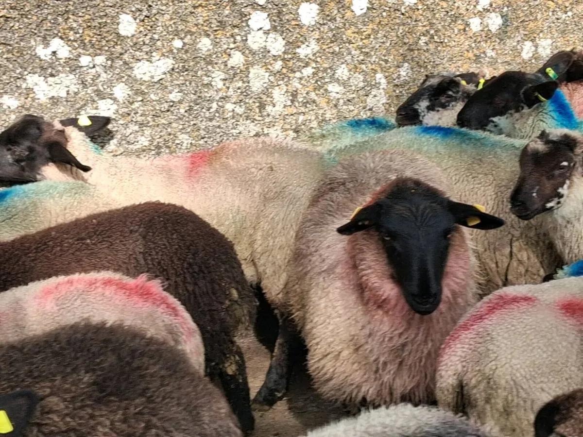 36 Suffolk Ewe Lambs - Image 4