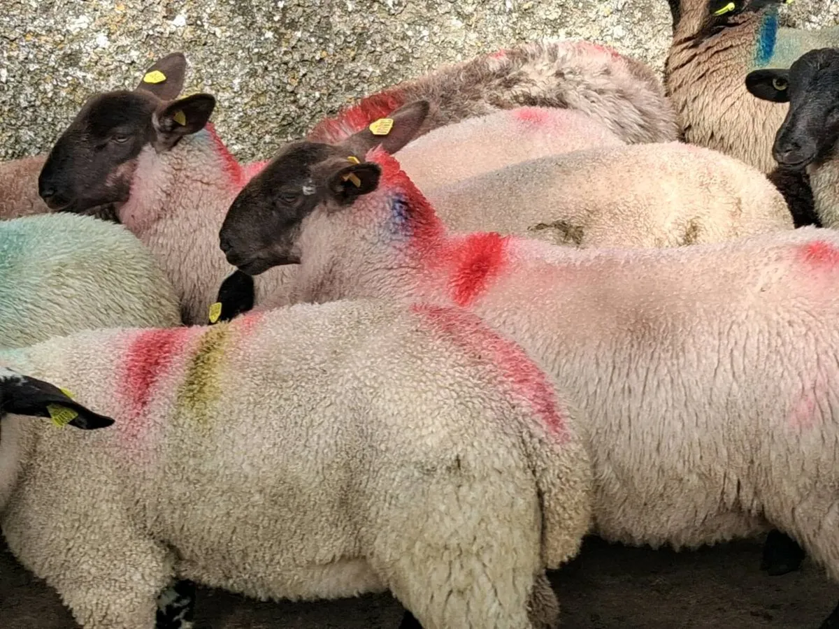 36 Suffolk Ewe Lambs - Image 2