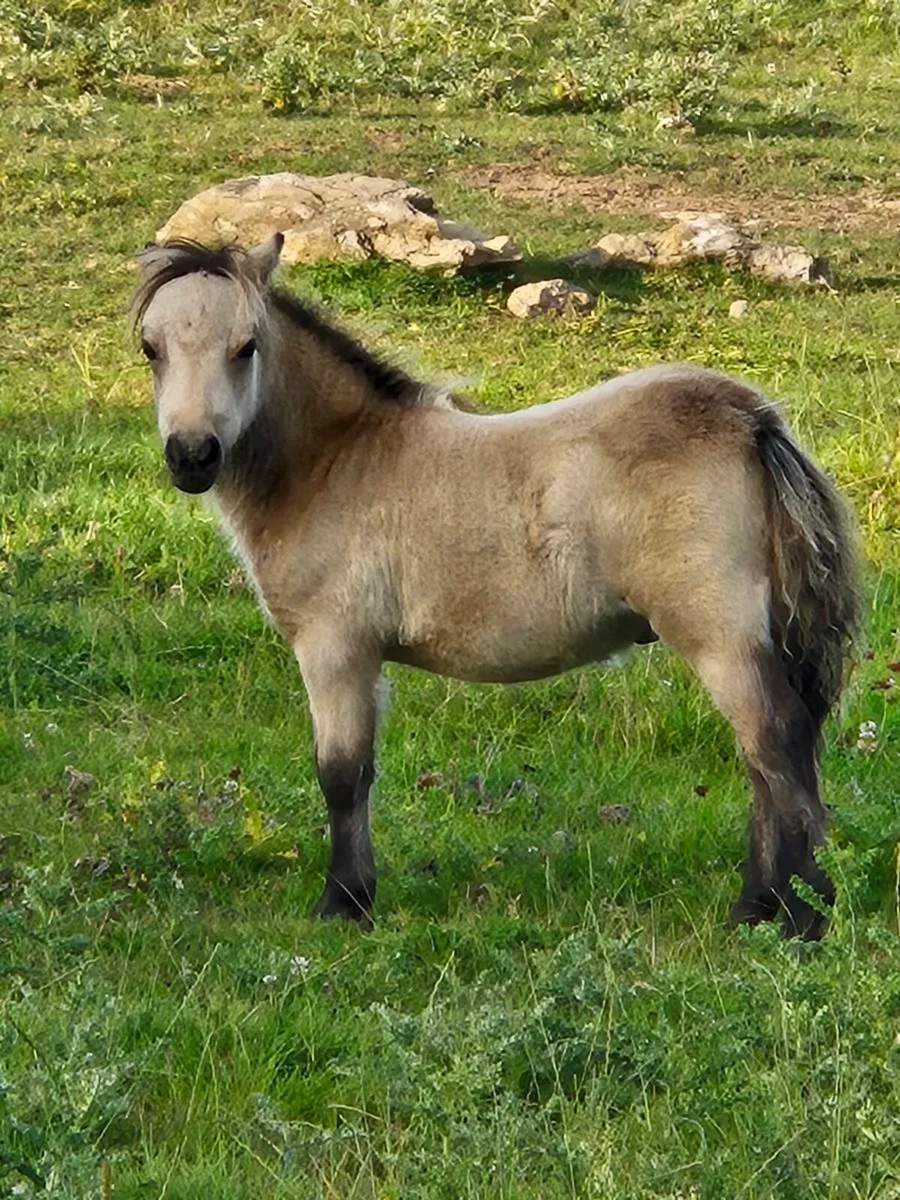 Minature colt foal - Image 1