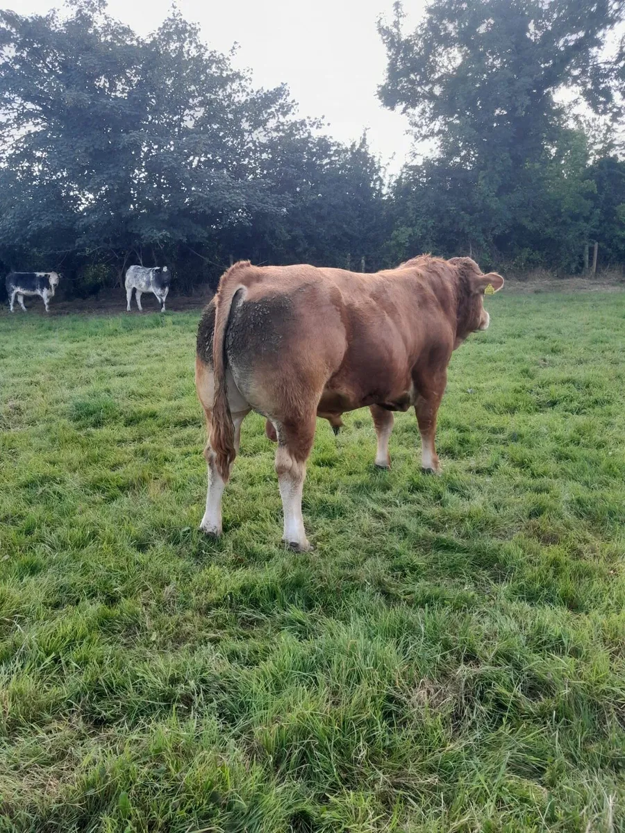 PB Limousin Bull - Image 3