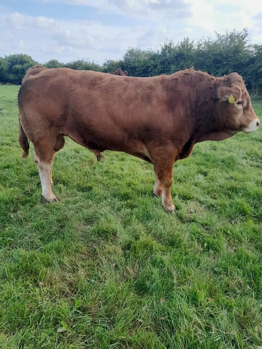 PB Limousin Bull - Image 4