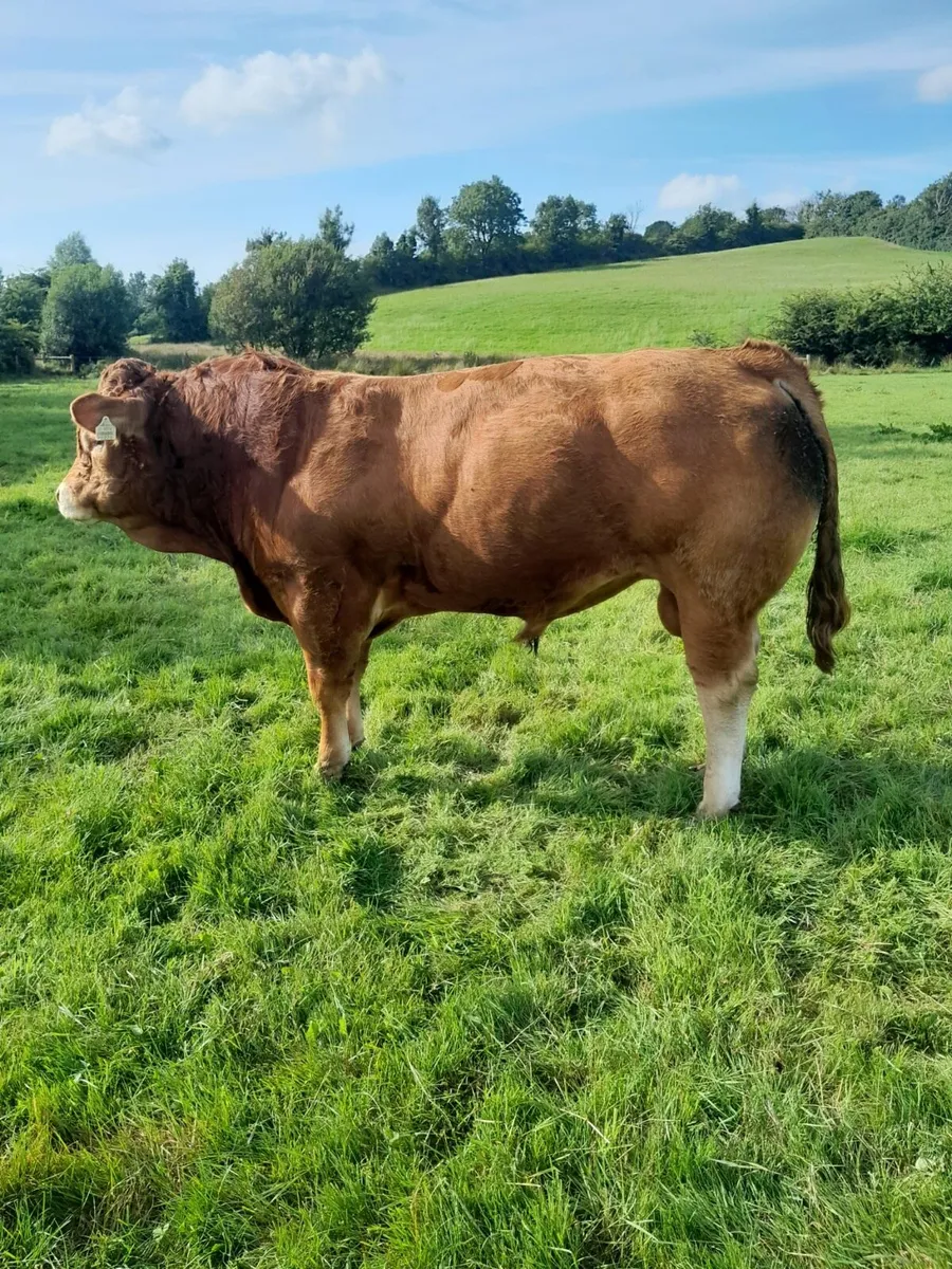 PB Limousin Bull - Image 1