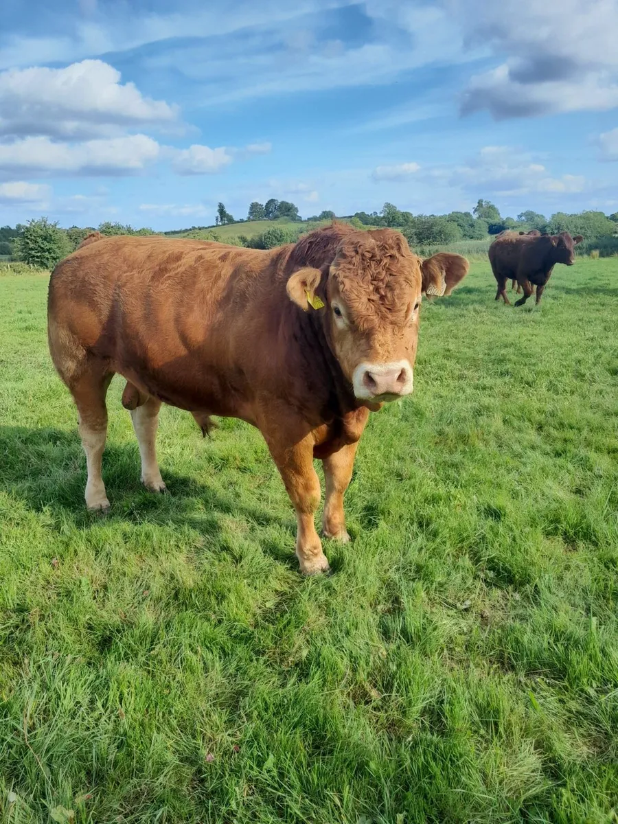 PB Limousin Bull - Image 2