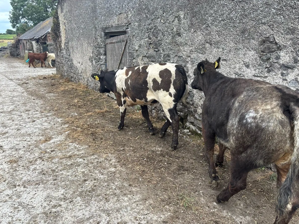 2 super show blue breeding heifers - Image 2