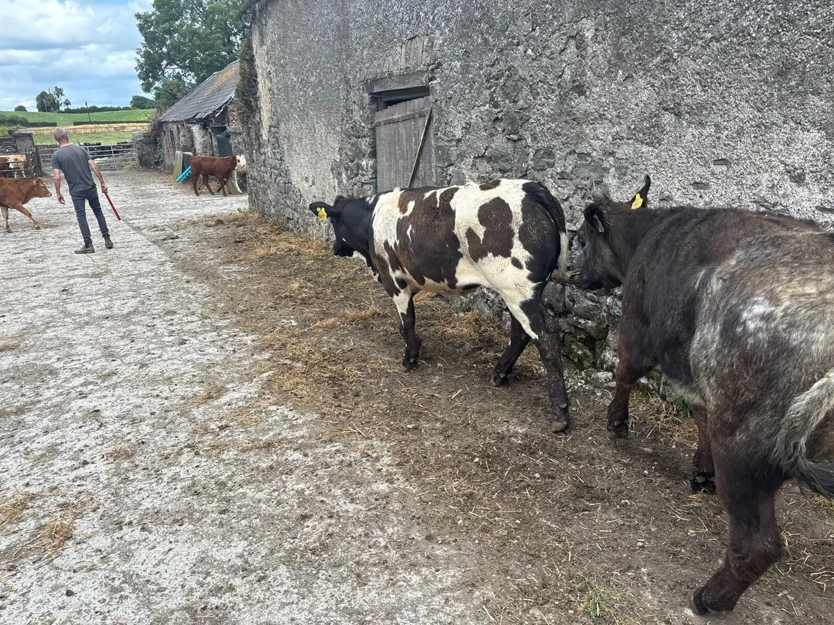 2 super show blue breeding heifers - Image 3