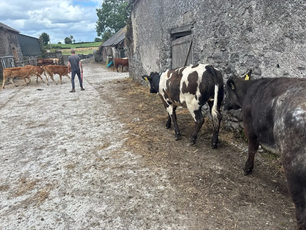 2 super show blue breeding heifers - Image 4