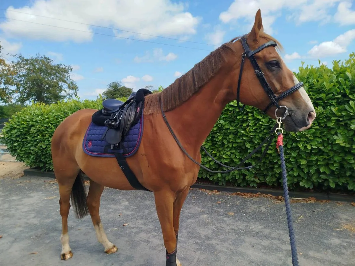 Thoroughbred Gelding - Image 1