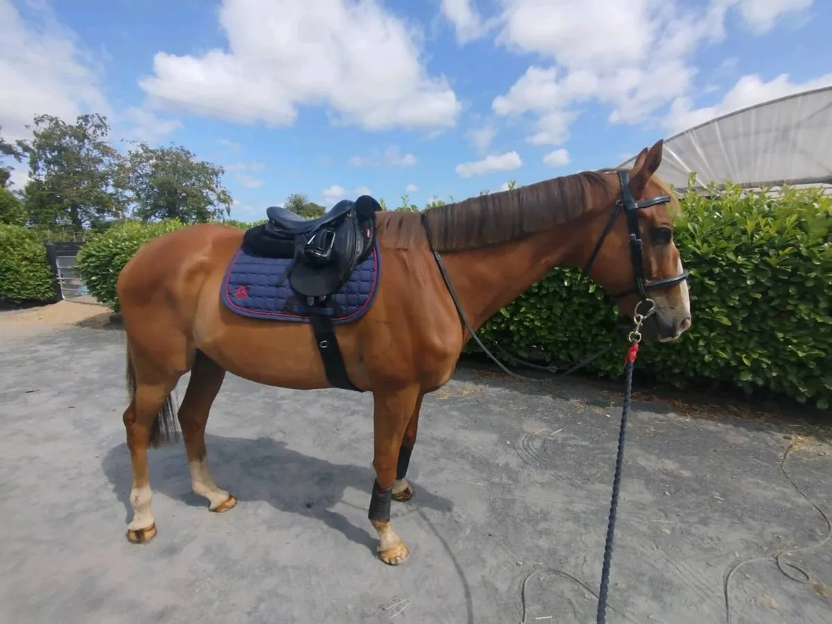 Thoroughbred Gelding - Image 2