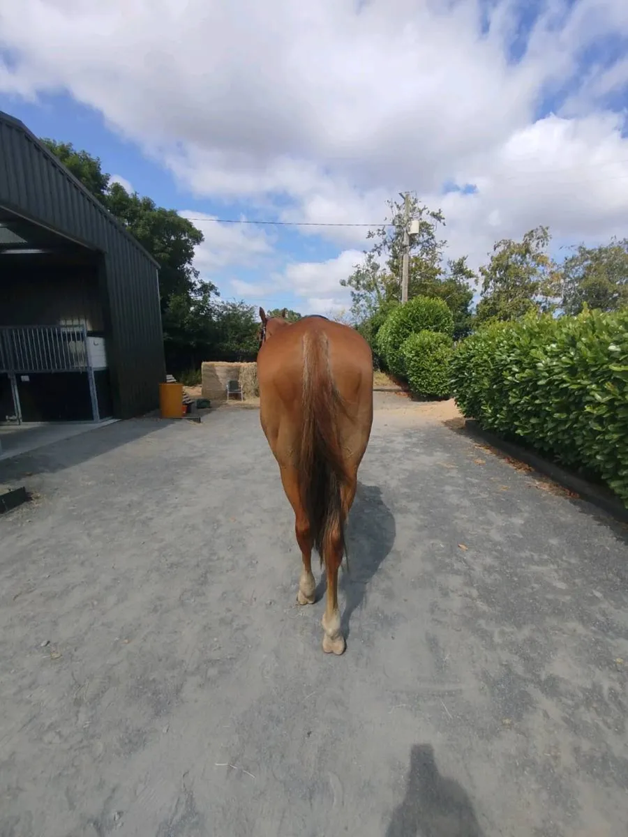 Thoroughbred Gelding - Image 3
