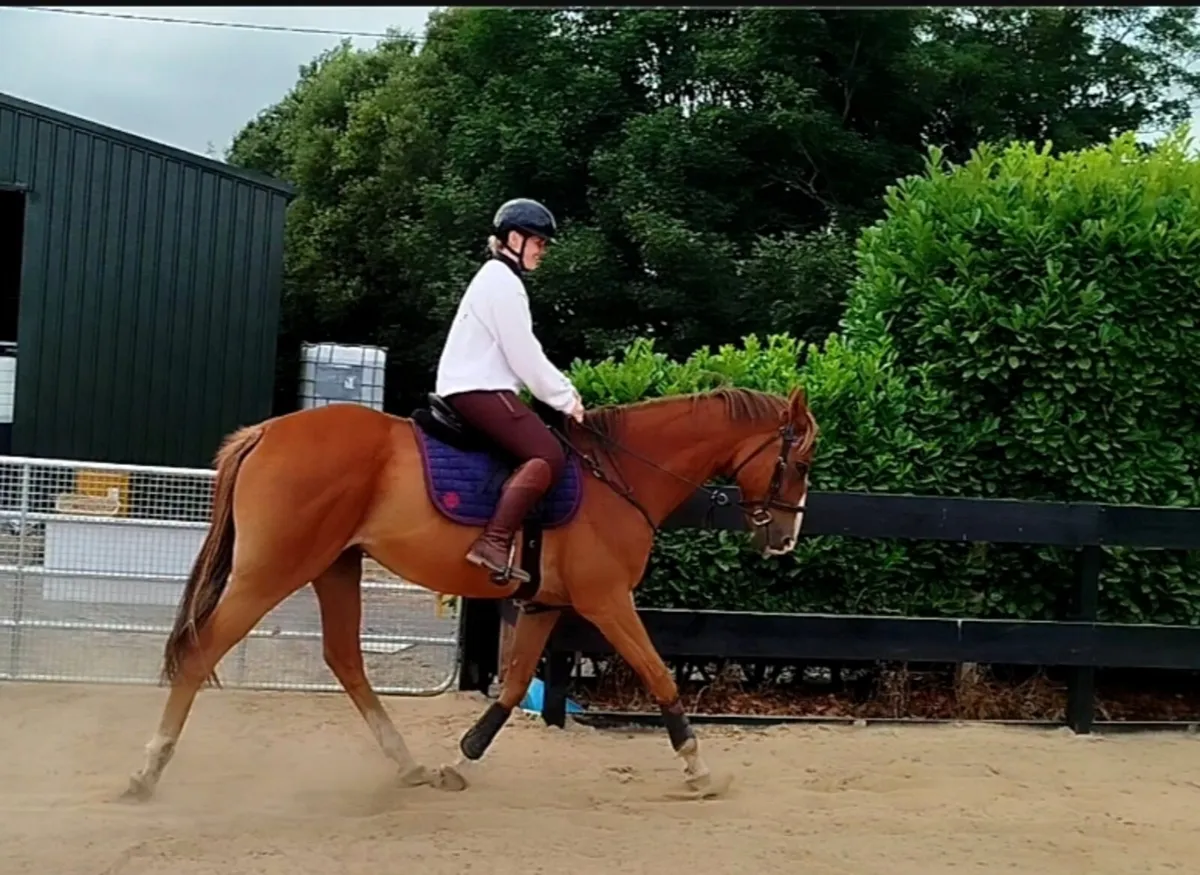 Thoroughbred Gelding - Image 4
