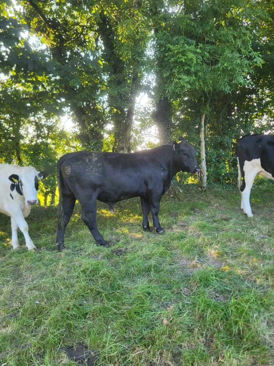 2 AA bulls lease or sale - Image 2