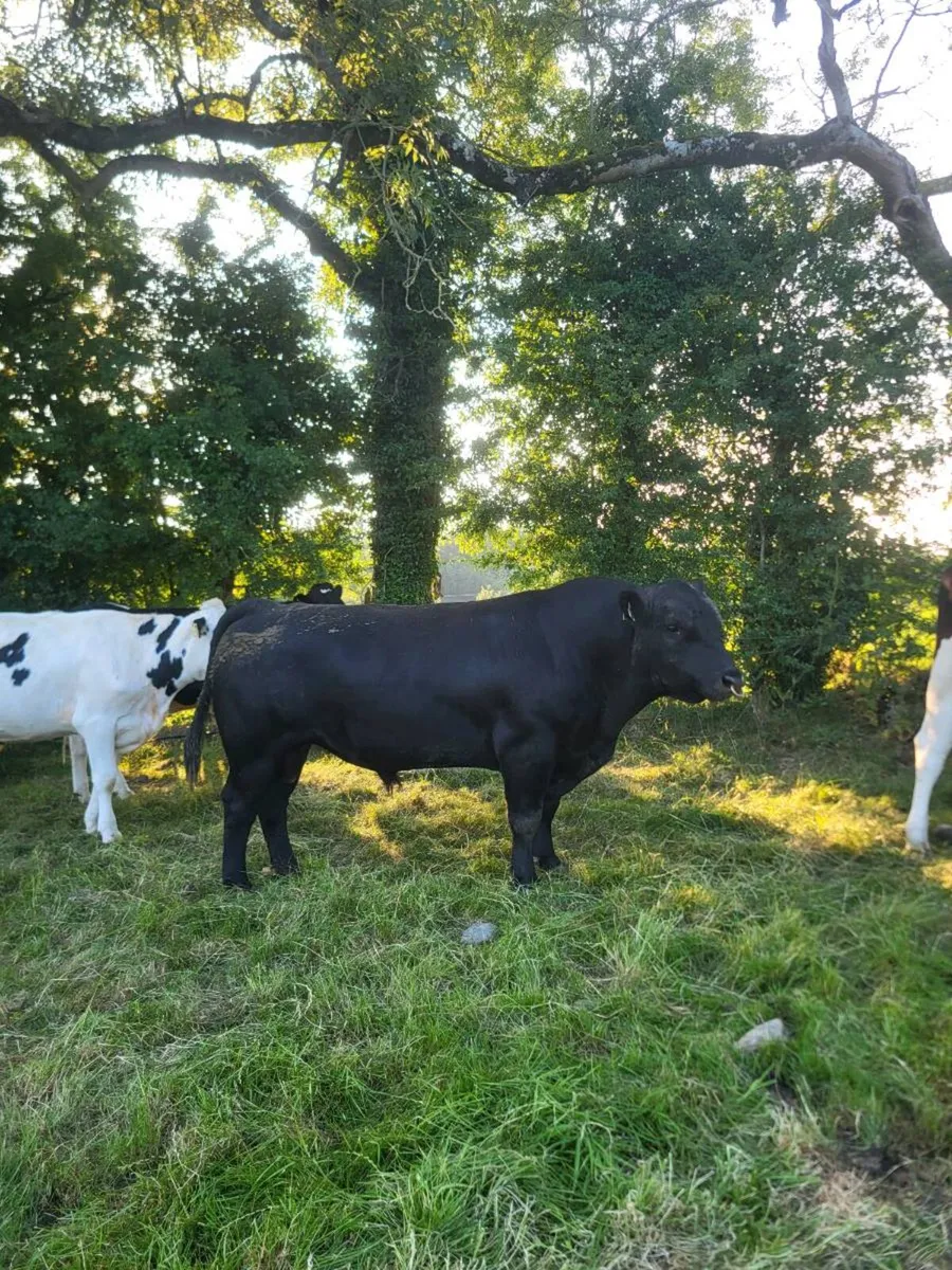 2 AA bulls lease or sale - Image 4