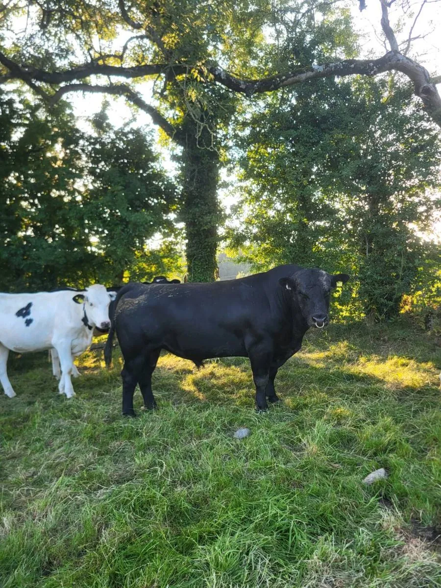 2 AA bulls lease or sale - Image 3