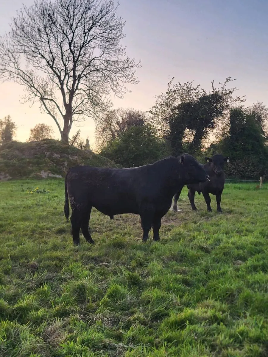 2 AA bulls lease or sale - Image 1