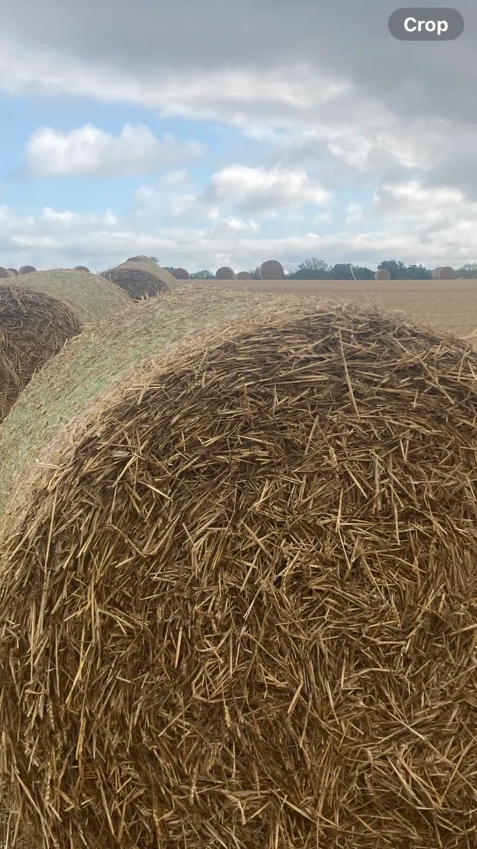 Wheat bedding/feeding straw - Image 1