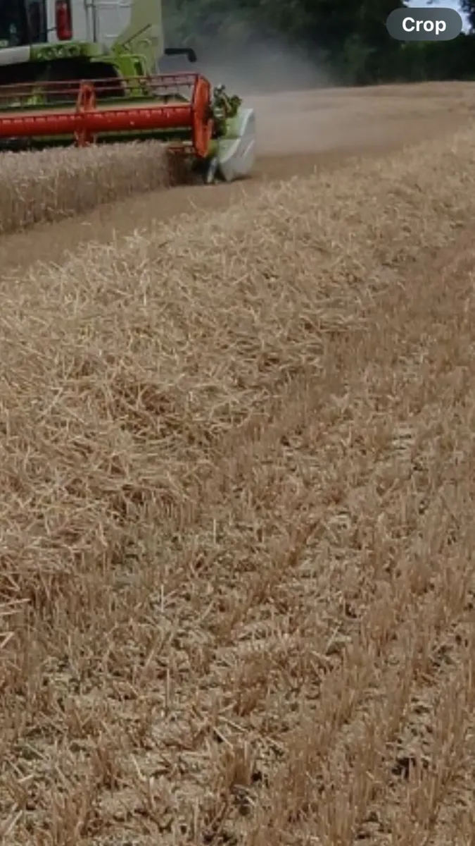 Wheat bedding/feeding straw - Image 2