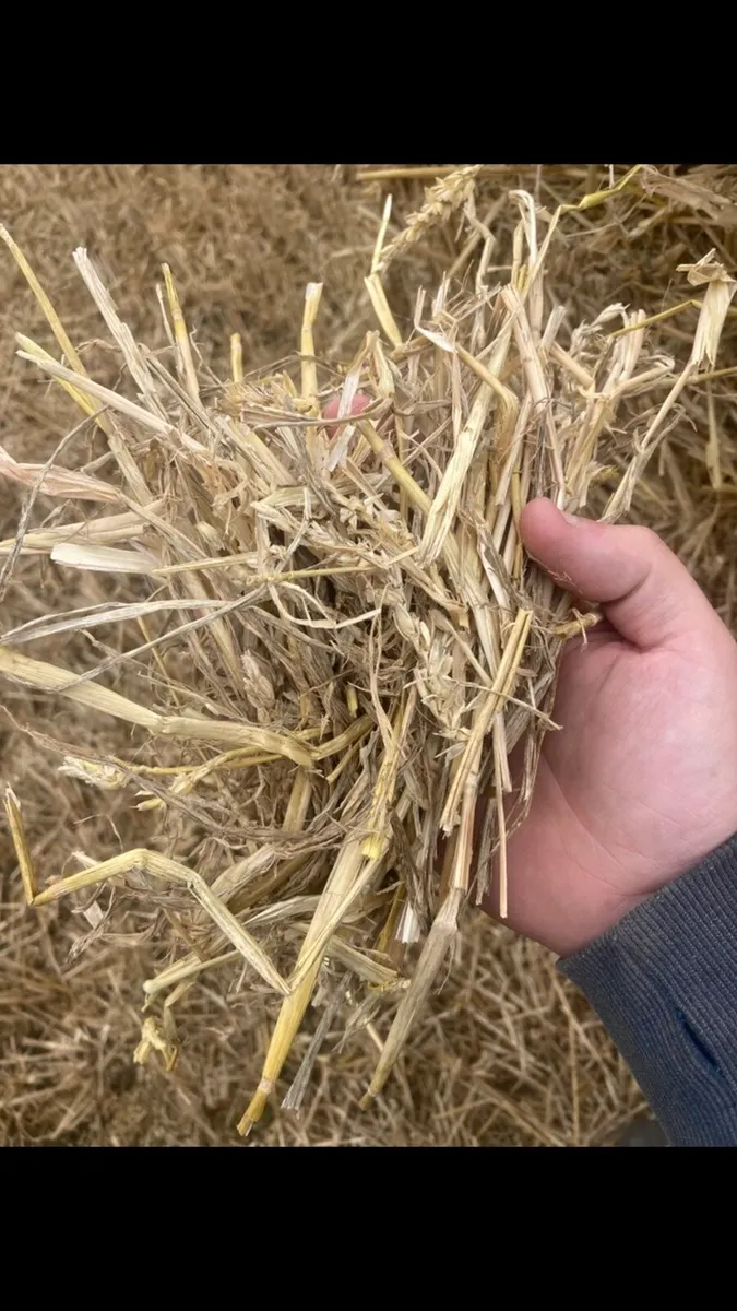 Wheat bedding/feeding straw - Image 3