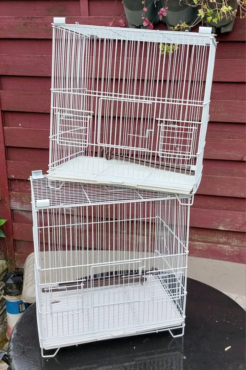 Birds - Image 4