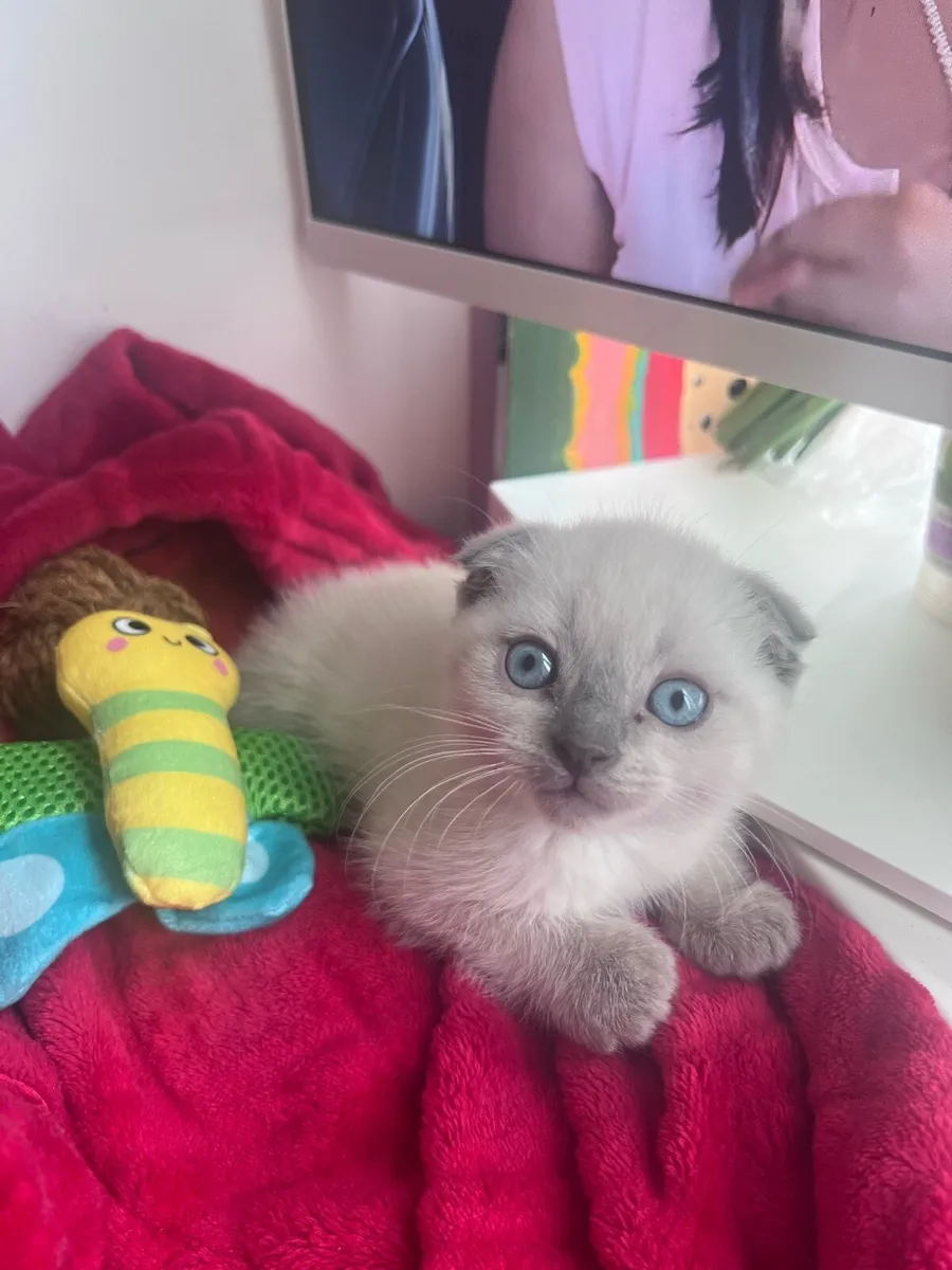 Scottish Fold Male Kitten - Image 1