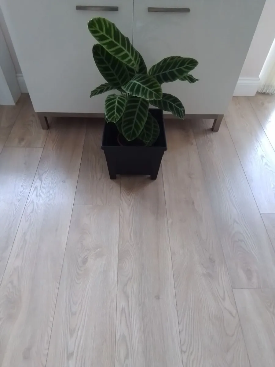 Plant and planter
