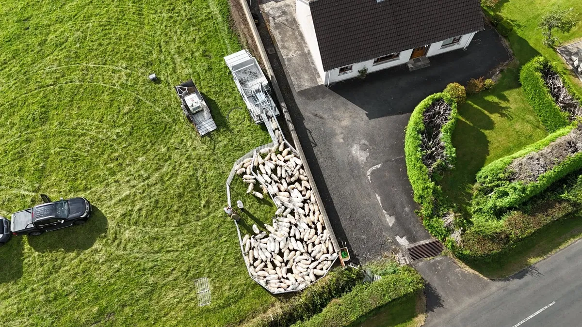 Mobile cage sheep dipping - Image 4