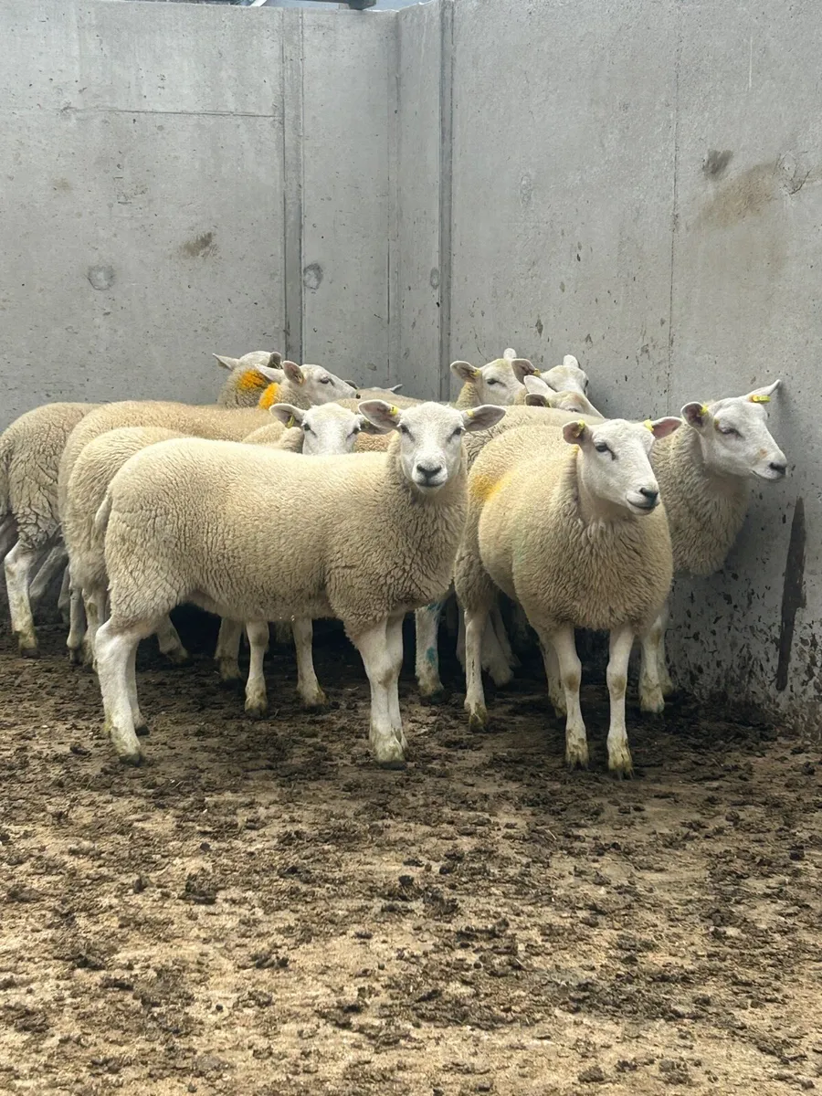 Leyn ewe lambs - Image 1