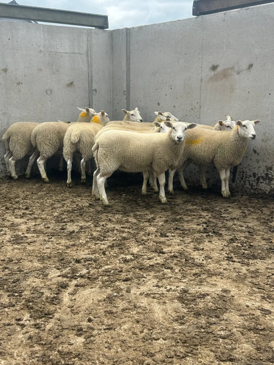 Leyn ewe lambs - Image 2