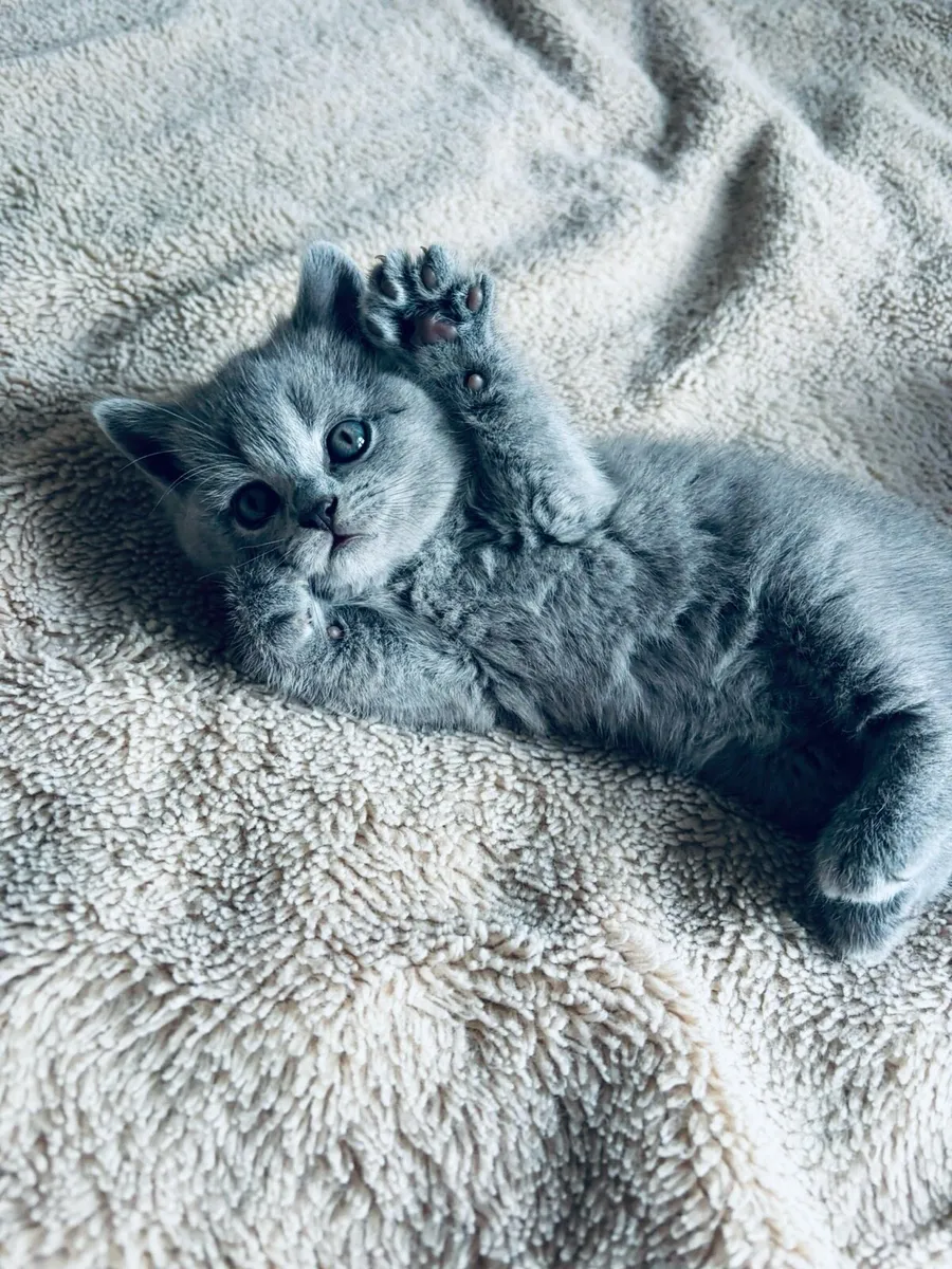 British shorthair - Image 1
