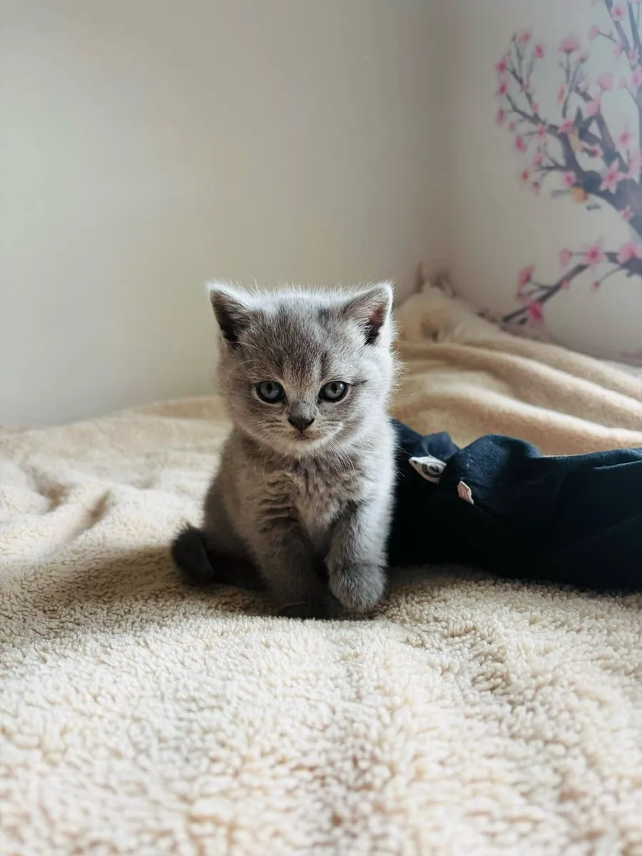 British shorthair - Image 2
